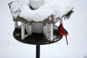 Cardinal Eating